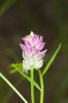 Purple milkwort